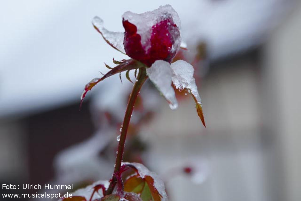 rose im eis winterglitzern